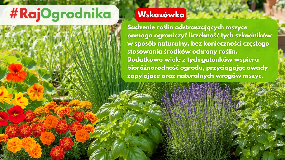 Uprawa współrzędna naturalna ochrona przed mszycami w ogrodzie warzywnym blog sklep rajogrodnika